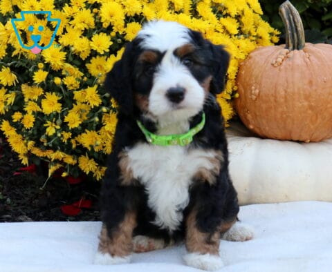 Ace Mini Bernedoodle