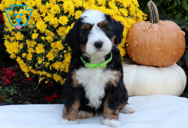 Ace Mini Bernedoodle image