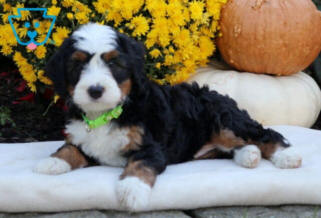Ace Mini Bernedoodle2 image