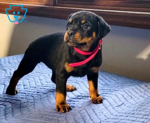 Al Mini Rottweiler