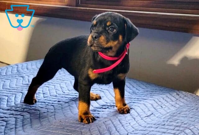 Al Mini Rottweiler image