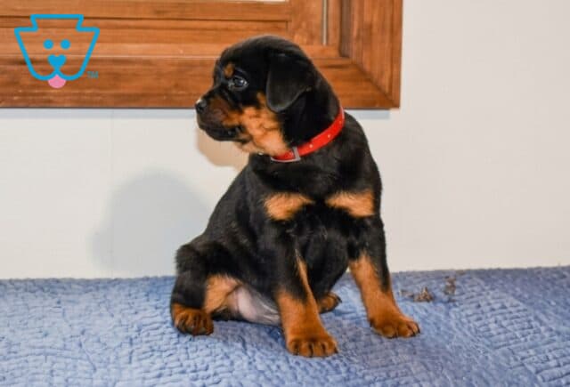 Al Mini Rottweiler2 image