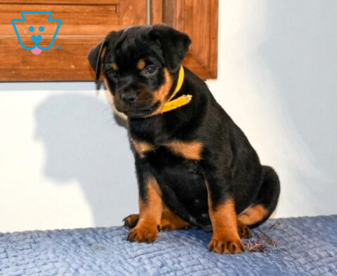 Alice Mini Rottweiler