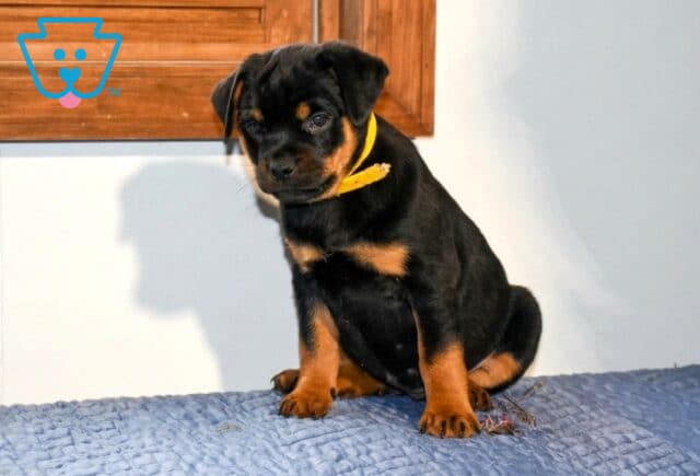 Alice Mini Rottweiler image