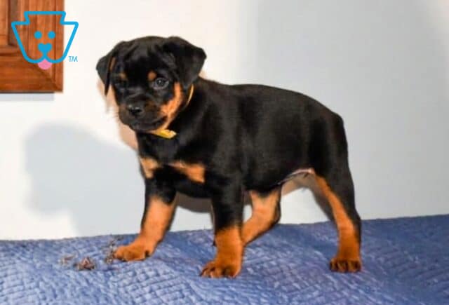 Alice Mini Rottweiler2 image
