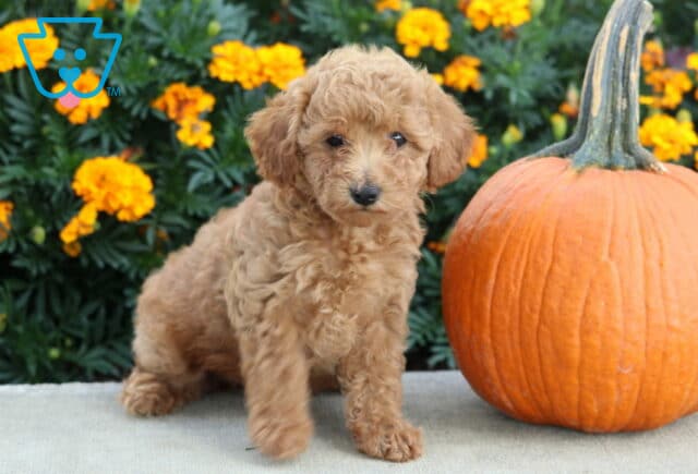Apricot Mini Poodle puppy with a soft curly coat sitting beside a bright orange pumpkin with vibrant marigolds in the background. image