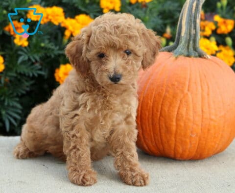 Ally Mini Poodle2