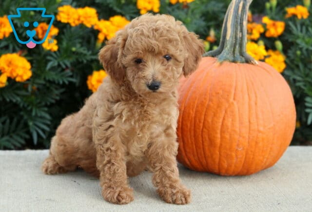 Curly apricot Mini Poodle puppy sitting beside a tall orange pumpkin with bright marigolds and deep green foliage behind it. image