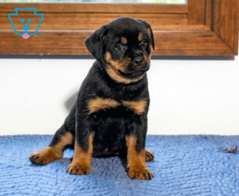 Amber Mini Rottweiler