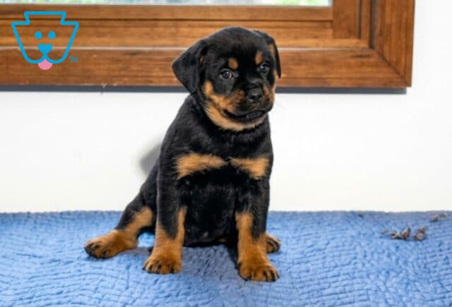 Amber Mini Rottweiler image