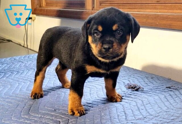 Amber Mini Rottweiler2 image
