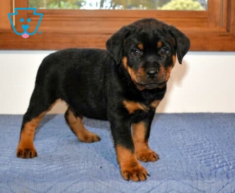 Ame Mini Rottweiler