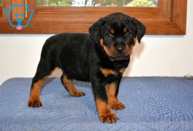 Ame Mini Rottweiler image