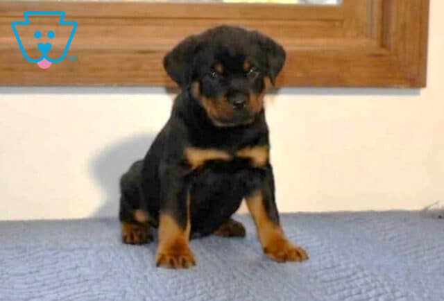 Ame Mini Rottweiler2 image