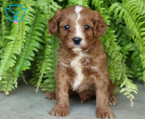 Andy, a chestnut-colored Cavapoo puppy with a soft wavy coat, white blaze down his face, and white chest markings, sitting on a stone surface surrounded by lush green ferns in Christiana, PA.