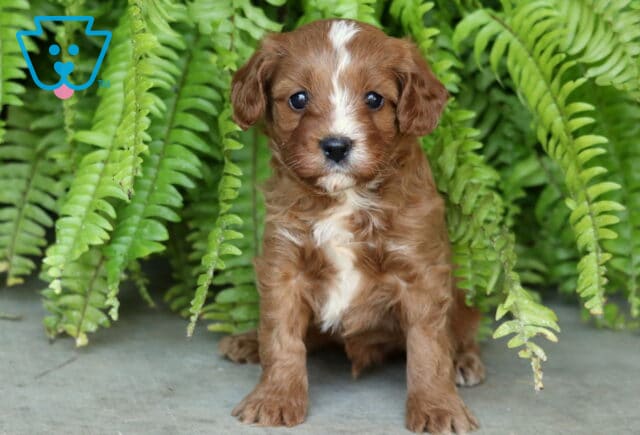 Andy, a chestnut-colored Cavapoo puppy with a soft wavy coat, white blaze down his face, and white chest markings, sitting on a stone surface surrounded by lush green ferns in Christiana, PA. image