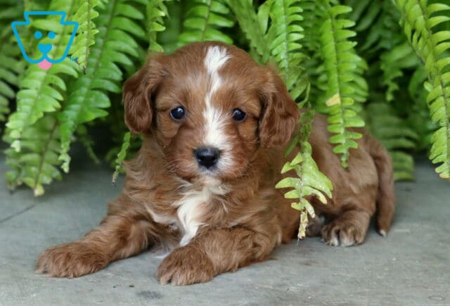 Andy, a sweet chestnut Cavapoo puppy with a wavy coat, white facial stripe, and fluffy white chest, lying with his front paws stretched forward beneath hanging green fern leaves in Christiana, PA. image