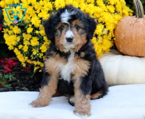 Andy Mini Bernedoodle