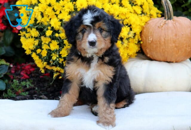 Andy Mini Bernedoodle image