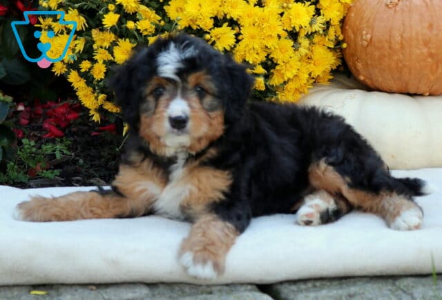 Andy Mini Bernedoodle2 image