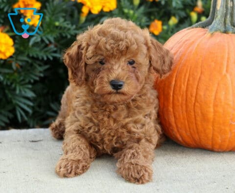 Andy Mini Poodle