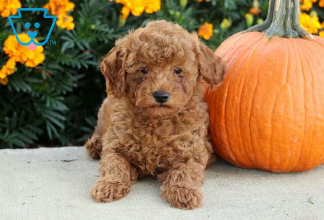 Curly apricot Mini Poodle puppy lying beside a large orange pumpkin with bright marigolds and dark green foliage behind it. image