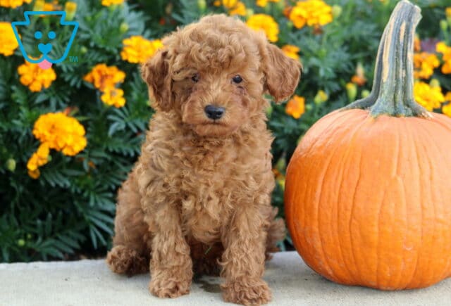 Apricot Mini Poodle puppy sitting upright beside a tall orange pumpkin with bright marigolds and lush greenery in the background. image