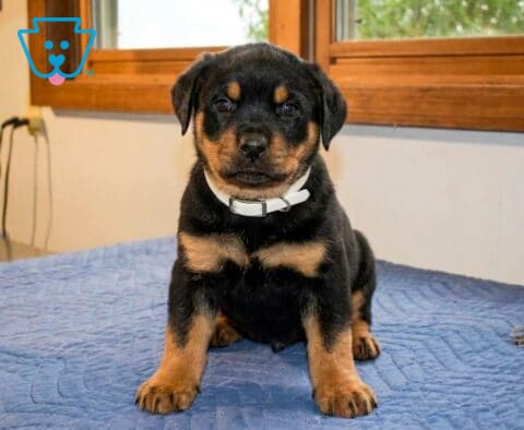 Andy Mini Rottweiler