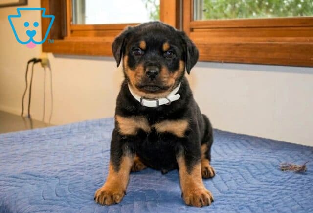Andy Mini Rottweiler image
