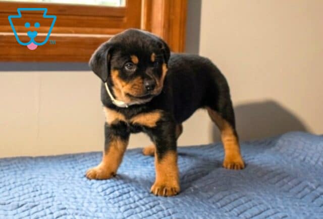 Andy Mini Rottweiler2 image
