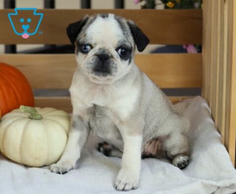 Angel Pug