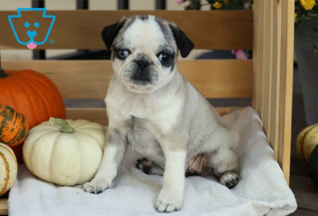 Angel Pug image