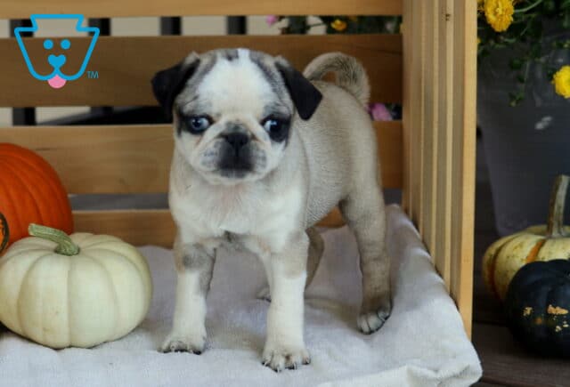 Angel Pug2 image