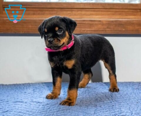 Ann Mini Rottweiler