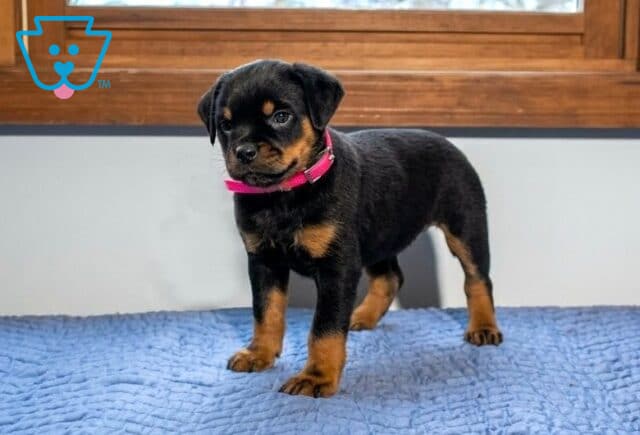 Ann Mini Rottweiler image