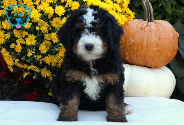 Annie Mini Bernedoodle image