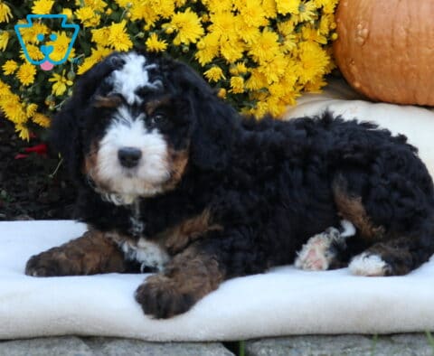 Annie Mini Bernedoodle2