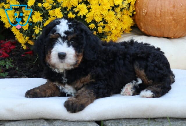Annie Mini Bernedoodle2 image