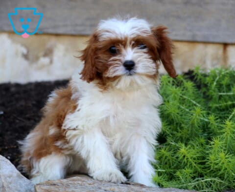Anthony, an adorable red and white Cavapoo puppy with a soft, fluffy coat, chestnut-colored ears, and a white forehead marking, sitting beside vibrant green plants and natural stone landscaping in Quarryville, PA.