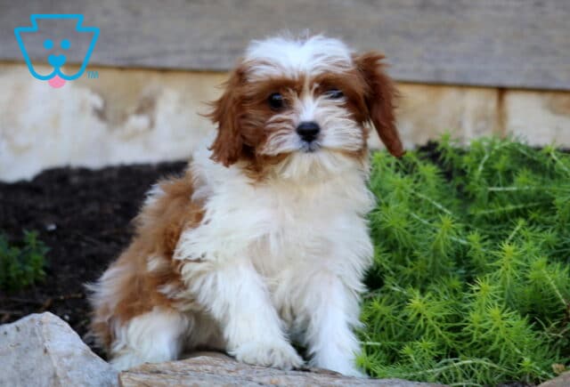 Anthony, an adorable red and white Cavapoo puppy with a soft, fluffy coat, chestnut-colored ears, and a white forehead marking, sitting beside vibrant green plants and natural stone landscaping in Quarryville, PA. image