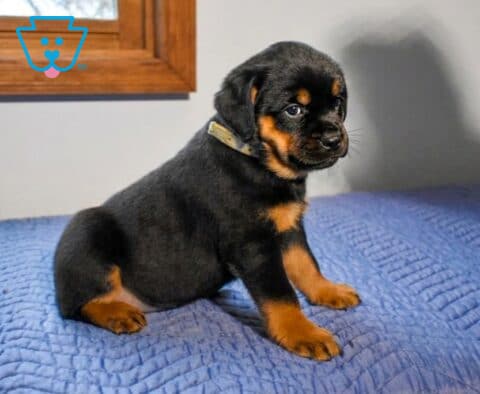 Apricot Mini Rottweiler