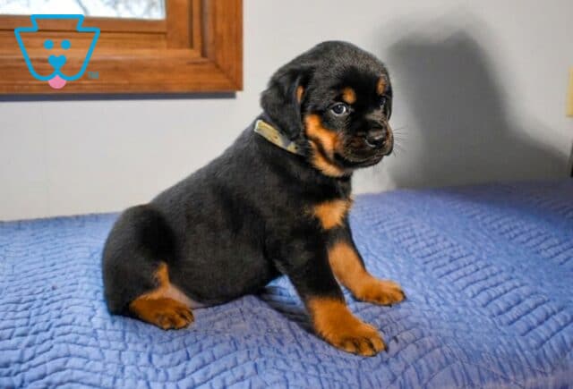 Apricot Mini Rottweiler image