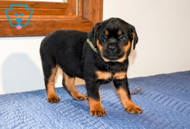 Apricot Mini Rottweiler2 image