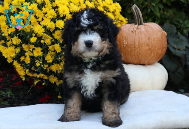Archie Mini Bernedoodle image
