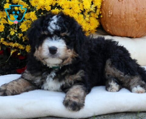 Archie Mini Bernedoodle2