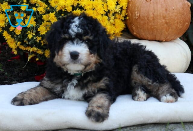 Archie Mini Bernedoodle2 image
