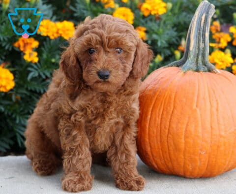 Archie Mini Poodle