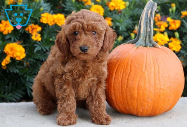 Archie Mini Poodle image