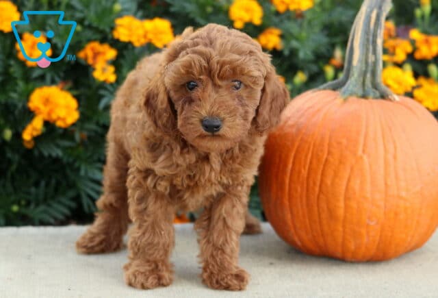 Archie Mini Poodle2 image