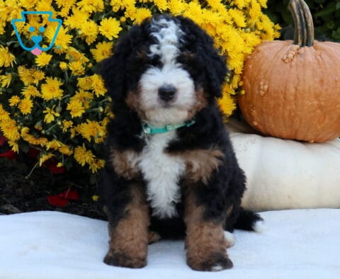 Arnie Mini Bernedoodle
